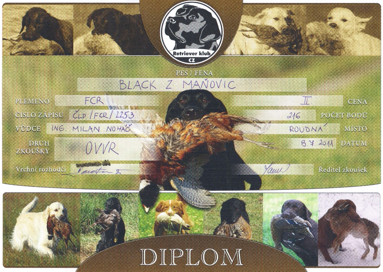 OVVR - Diplom